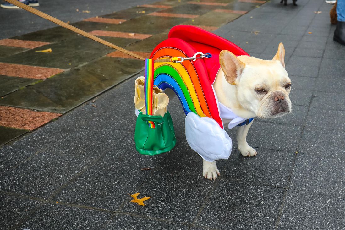 Rainbow dog